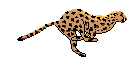 jaguar.gif (7232 bytes)